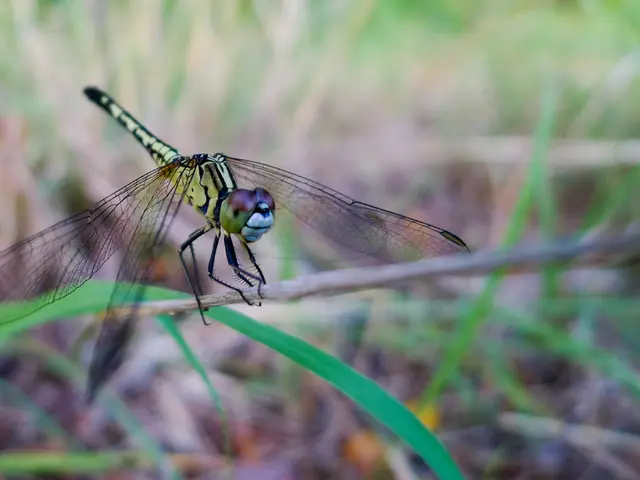 Unveiled: Fyrefang's Cash Stash in Games Global's Online Casino Exposé