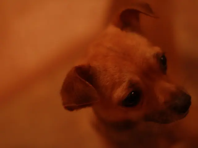 Massive Shift for Over 8 Lakh Stray Dogs in Delhi Following Supreme Court's Recent Decision